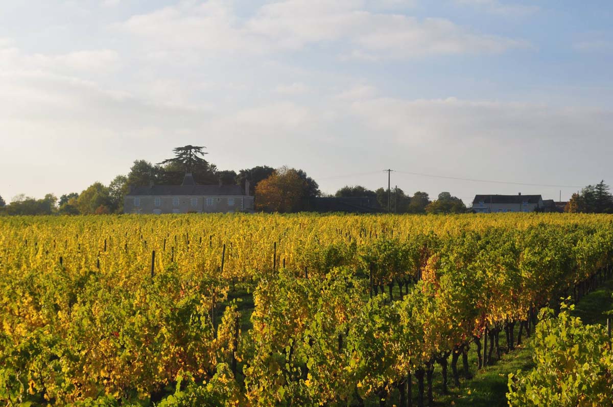 Wijngaard met duurzame wijn. Biodivino heeft eenPassie voor duurzame wijn en bio wijn. Duurzame bio producent, bio wijn biologische wijn. Duurzame wijnen, onze best verkopende selectie. Biologische bio wijn. Passie voor duurzame wijn.