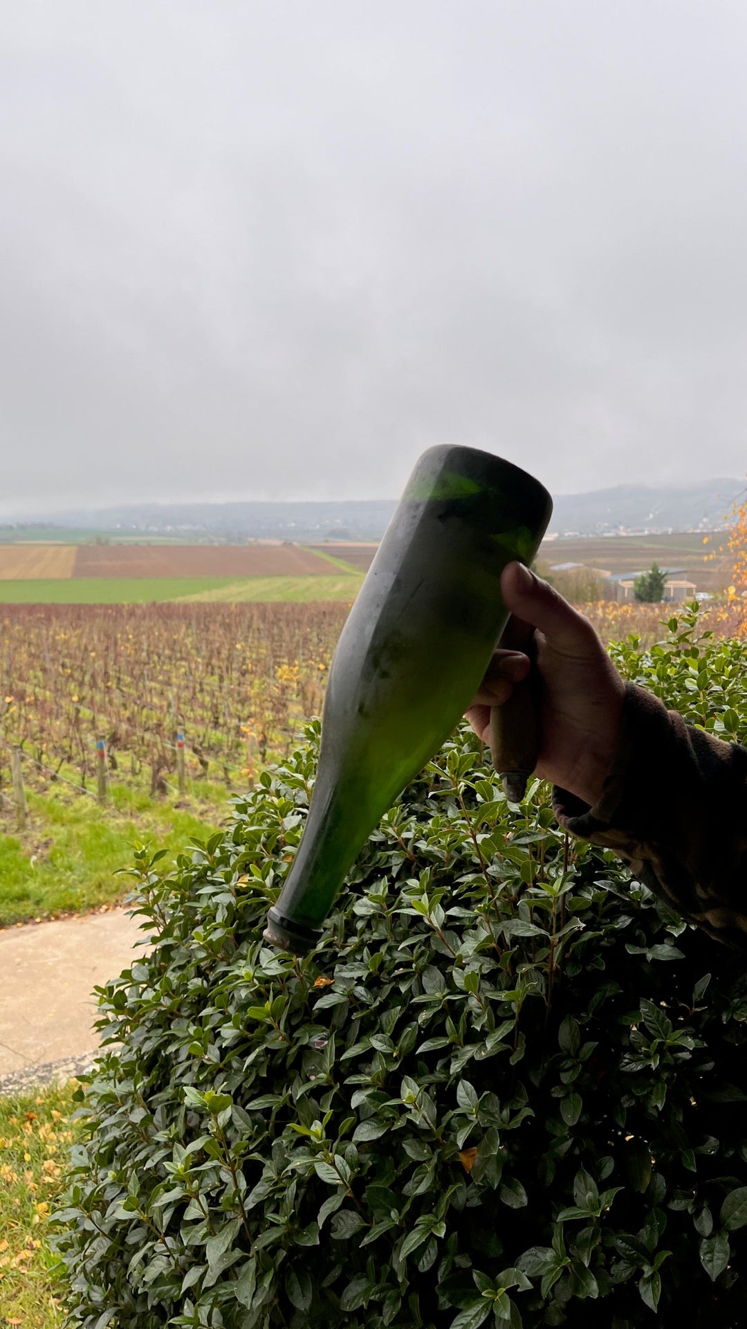 Limburgse wijn: het wijngebied van Nederland