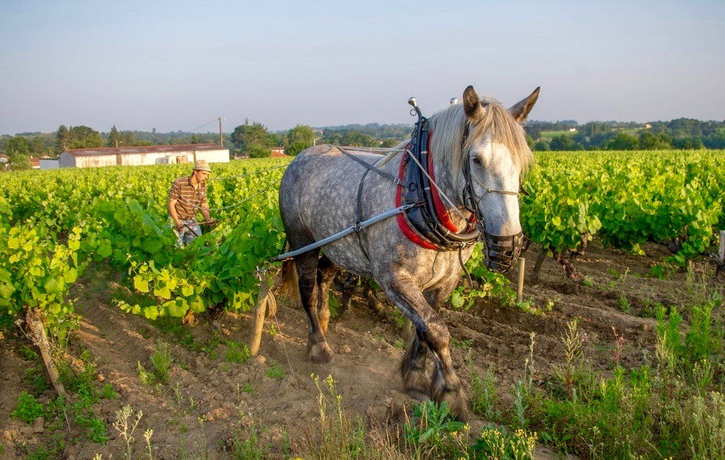 Domaine Julien Braud heeft een passie voor duurzame wijn. Maker van bio wijn. Passie voor duurzame wijn en bio wijn. Duurzame bio producent, bio wijn biologische wijn. Duurzame wijnen, onze best verkopende selectie. Biologische bio wijn