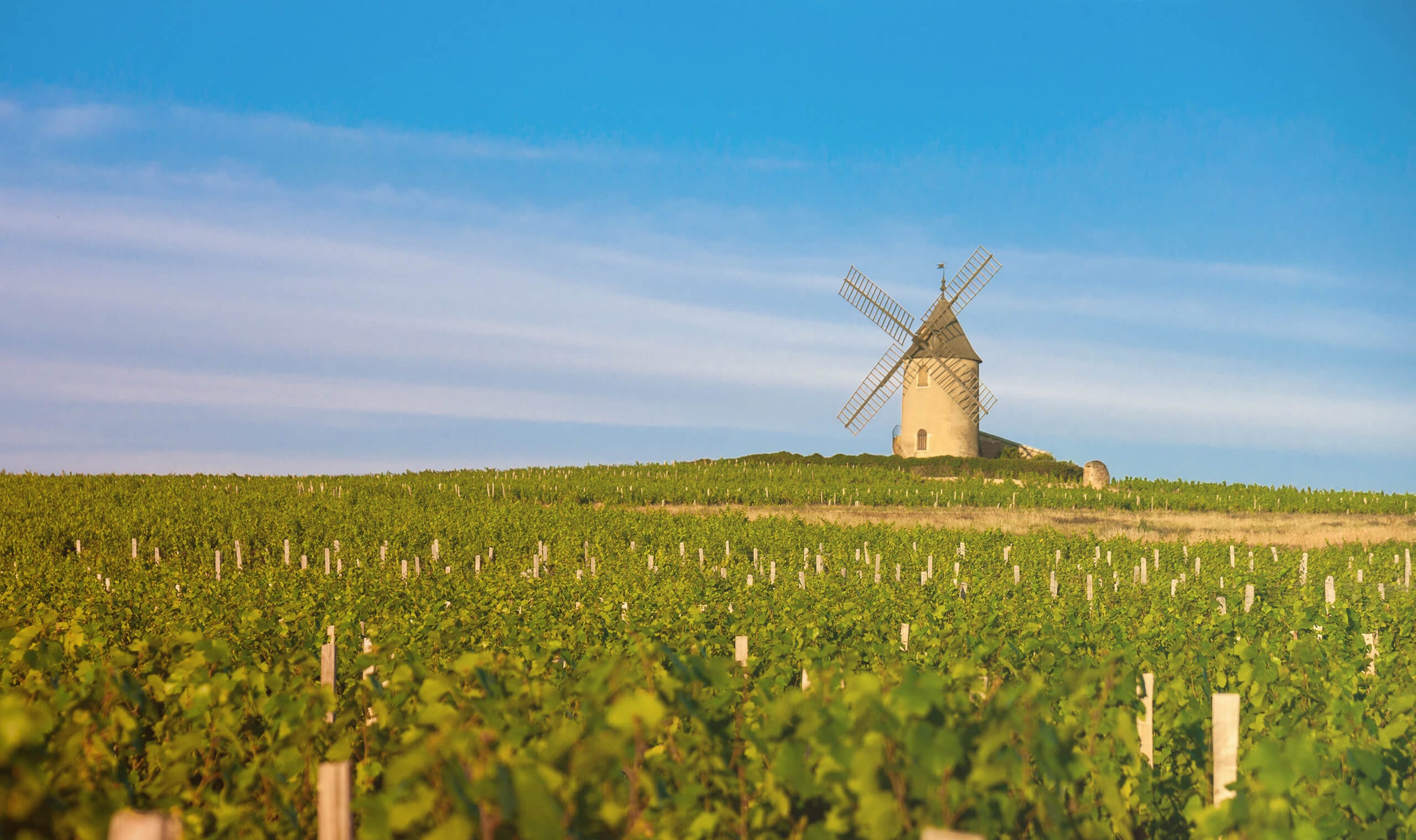 Beaujolais, moulin-a-vent. Passie voor duurzame wijn en bio wijn. Duurzame bio producent, bio wijn biologische wijn. Duurzame wijnen, onze best verkopende selectie. Biologische bio wijn. Met een passie voor duurzame wijn.