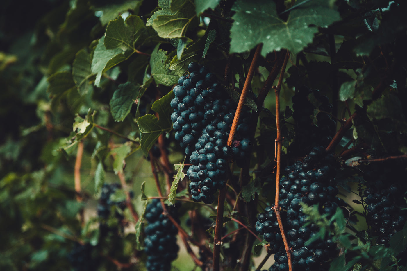 Druiven trossen van biologische wijn.Passie voor duurzame wijn en bio wijn. Duurzame bio producent, bio wijn biologische wijn. Duurzame wijnen, onze best verkopende selectie. Biologische bio wijn. Passie voor duurzame wijn.